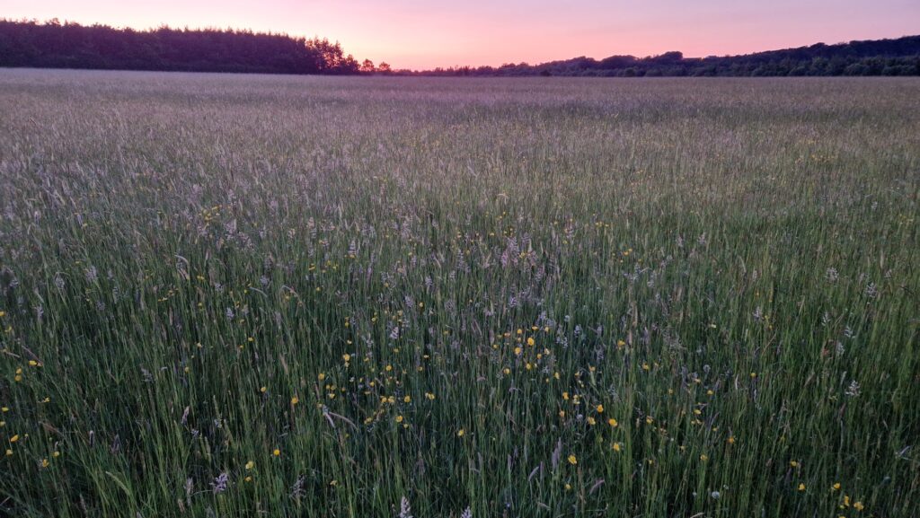 field at sunset