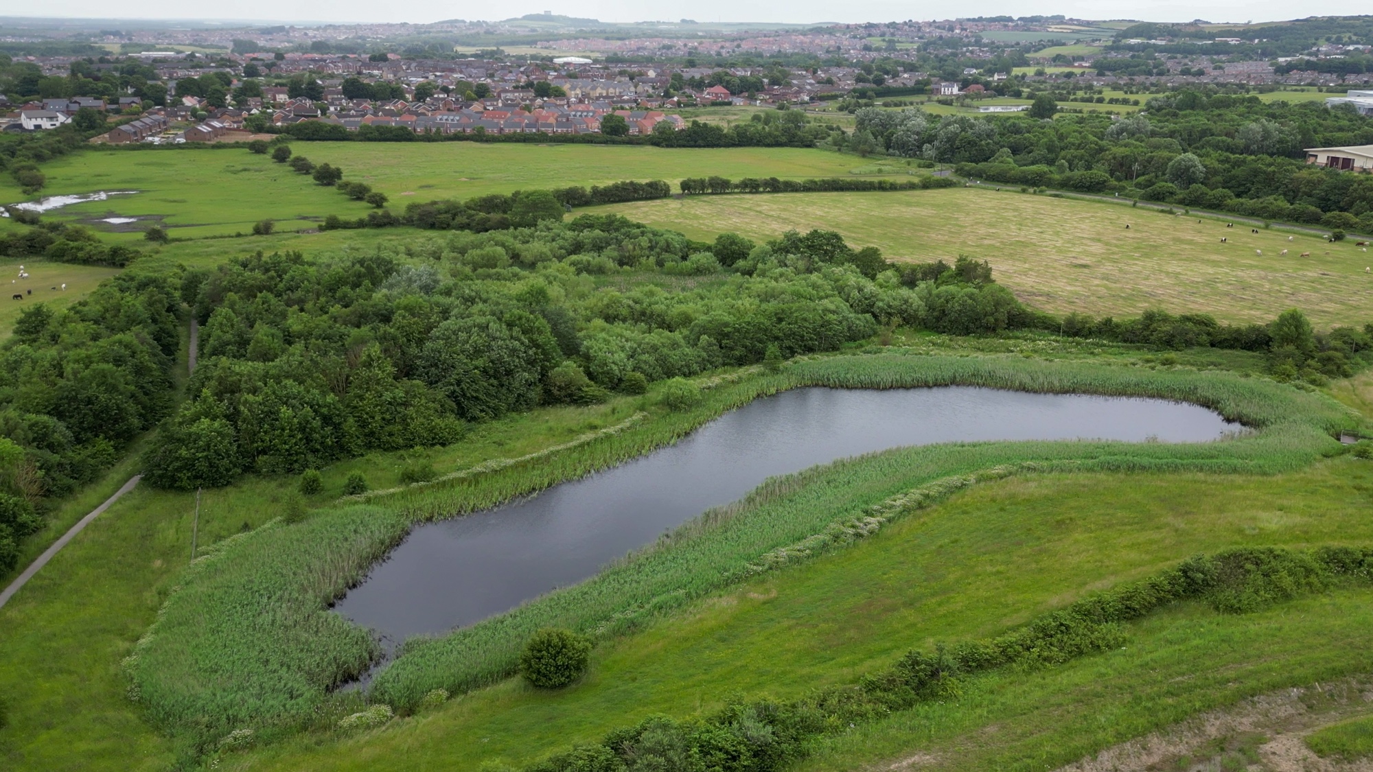 There’s a bright golden haze on Rainton Meadows - The QT